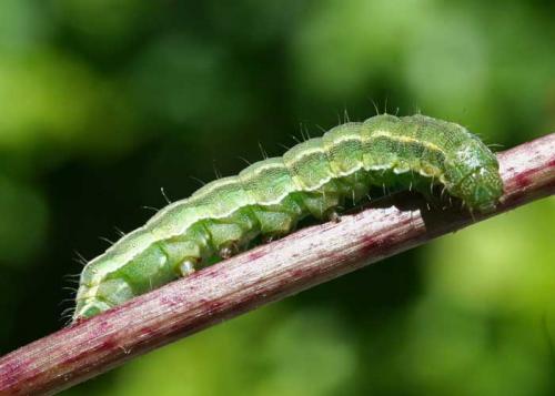 Heliothis viriplaca