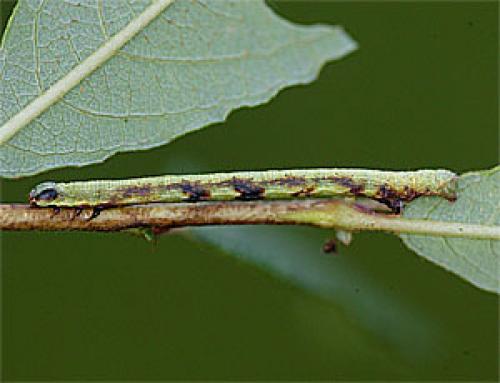 Macaria alternata