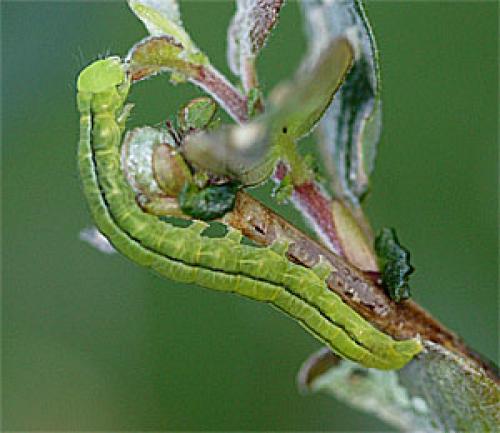 Réf. 24 941 : Scoliopteryx libatrix