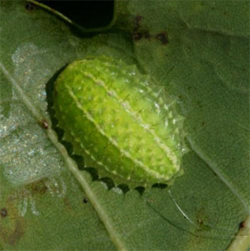 Réf. 24 953 : Apoda limacodes
