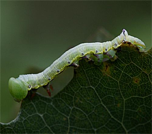 Réf. 24 990 : Pheosia tremula