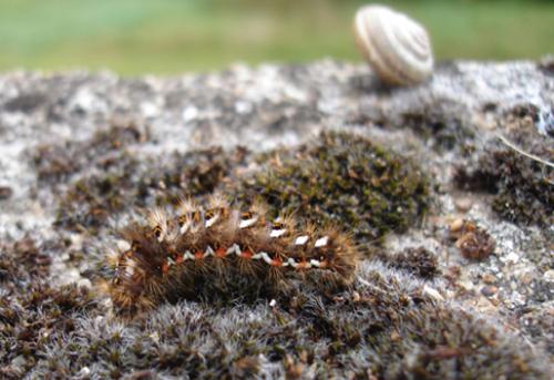 Réf. 24 966 : Acronicta rumicis
