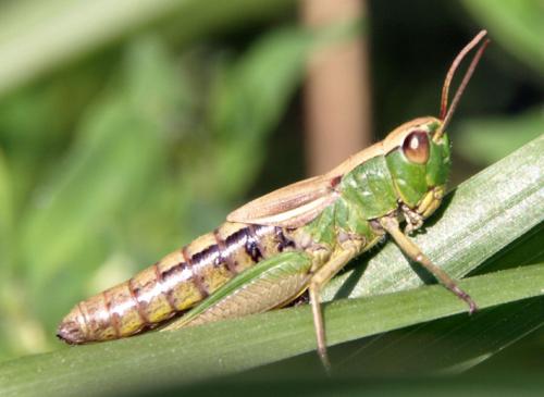 Réf. 24 272 : Pseudochorthippus parallelus
