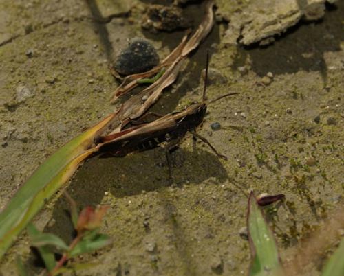 Omocestus rufipes
