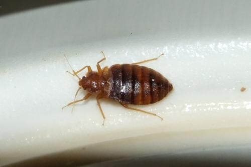 Cimex lectularius