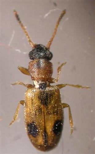 Réf. 24 643 : Psammoecus bipunctatus