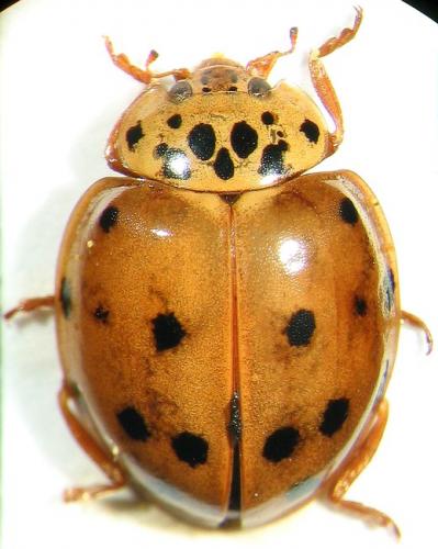 Réf. 24 445 : Harmonia quadripunctata
