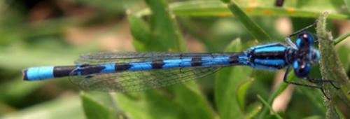 Enallagma cyathigerum