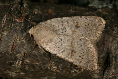 Réf. 24 887 : Hoplodrina respersa