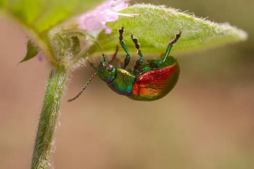 Chrysolina sp.
