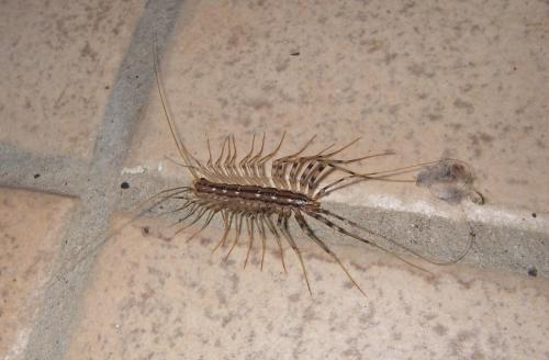 Réf. 24 238 : Scutigera coleoptrata