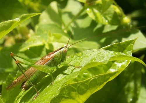 Réf. 24 006 : Conocephalus fuscus