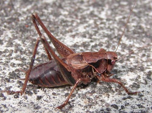 Pholidoptera griseoaptera