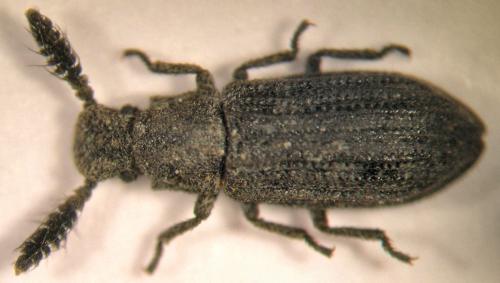 Réf. 24 160 : Orthocerus clavicornis