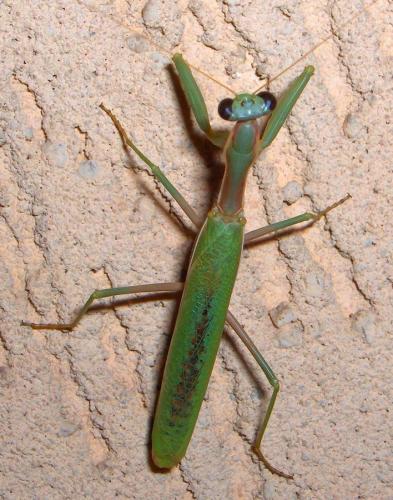 Réf. 24 053 : Iris oratoria