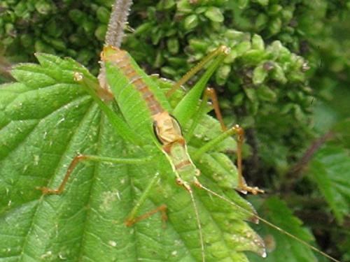 Réf. 24 034 : Leptophyes punctatissima
