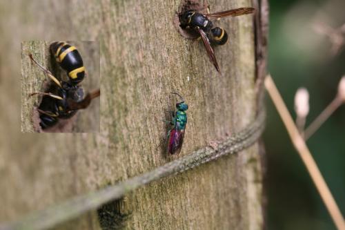 Ancistrocerus sp.