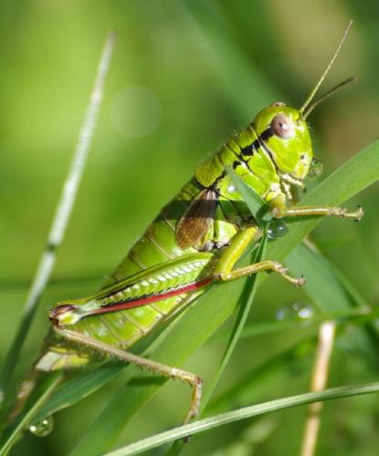 Miramella alpina subalpina