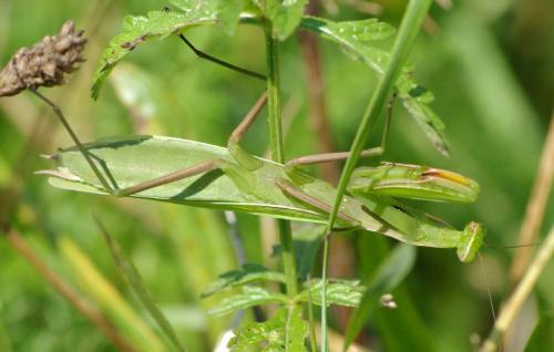 Mantis religiosa