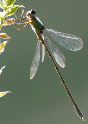Chalcolestes viridis