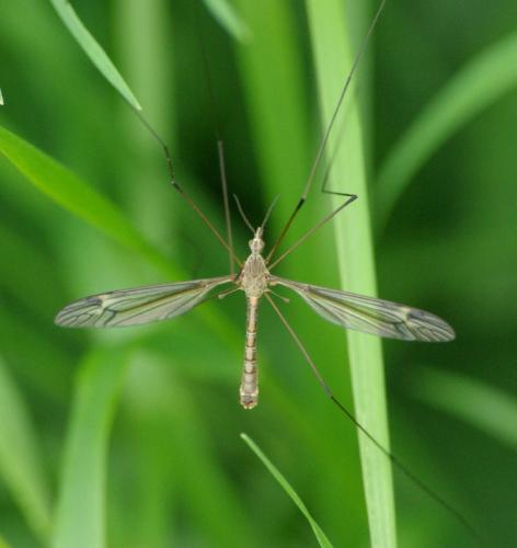 Tipula sp.