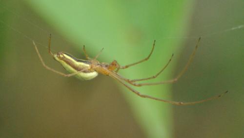 Tetragnatha sp.