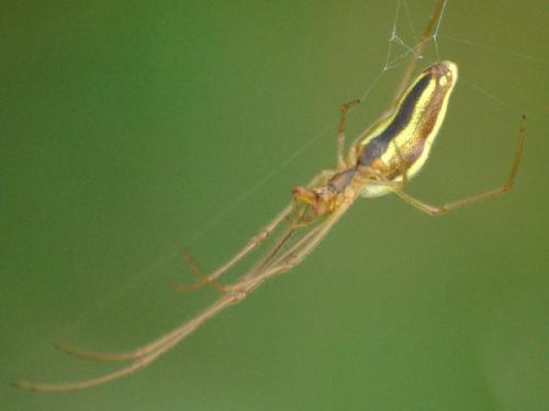 Tetragnatha sp.