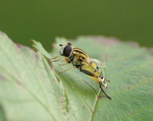 Helophilus trivittatus