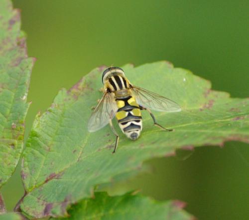 Helophilus trivittatus