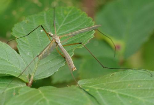 Tipula paludosa