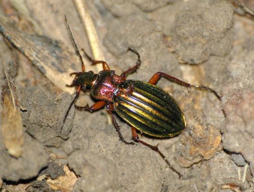 Réf. 24 356 : Carabus auronitens auronitens