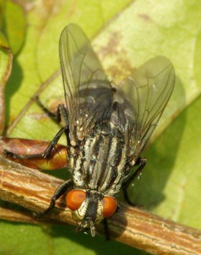 Sarcophaga sp.