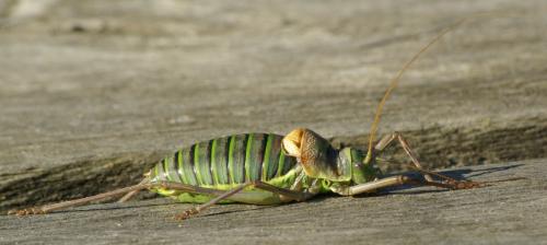 Ephippiger diurnus diurnus