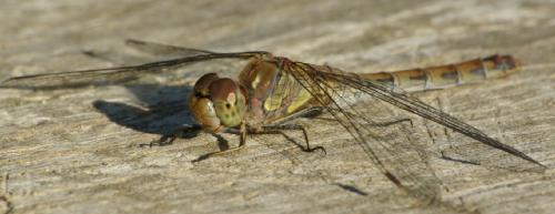Sympetrum striolatum