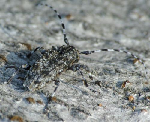 Réf. 24 645 : Aegomorphus clavipes