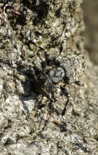 Réf. 24 646 : Aegomorphus clavipes
