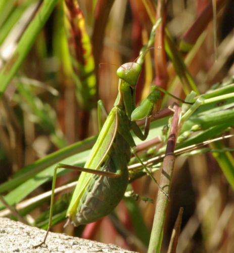 Mantis religiosa