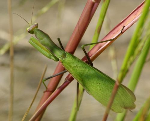Mantis religiosa
