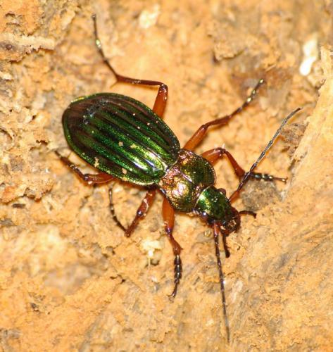 Réf. 24 965 : Carabus auronitens auronitens