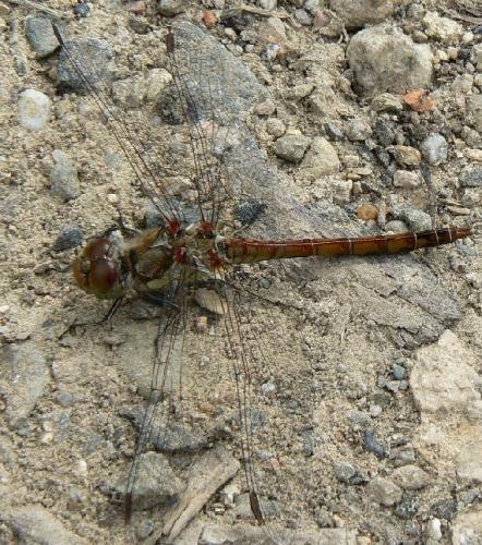 Sympetrum striolatum