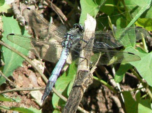Réf. 24 147 : Orthetrum albistylum