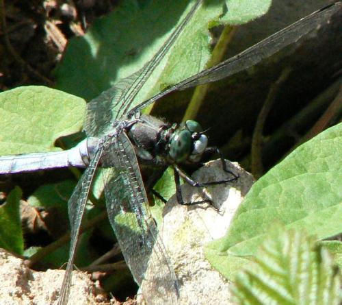 Réf. 24 148 : Orthetrum albistylum
