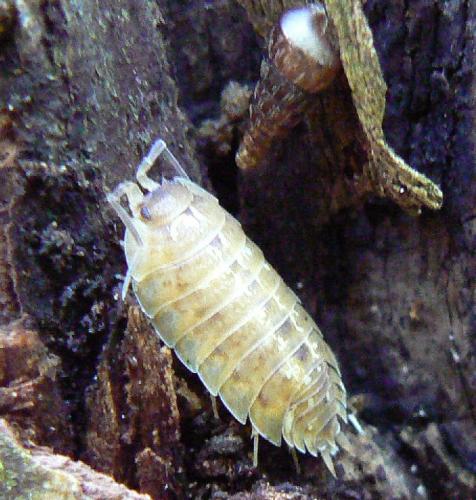 Porcellio sp.