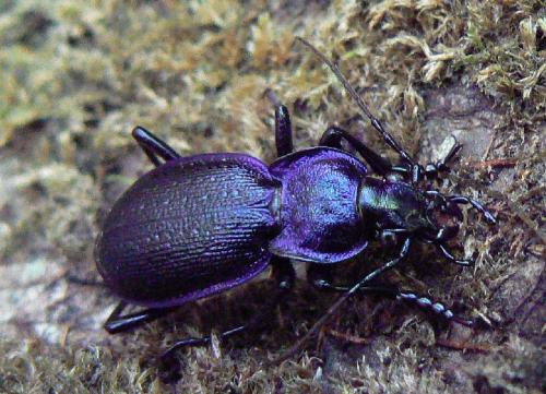 Réf. 24 039 : Carabus problematicus