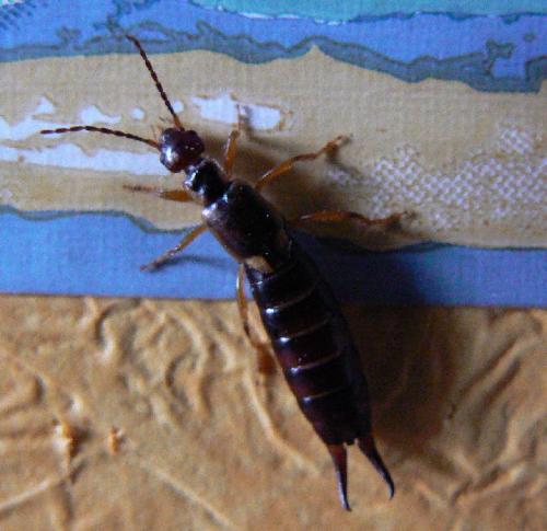 Forficula auricularia
