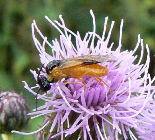 Réf. 24 101 : Selandria sp.