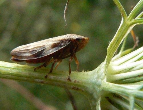 Aphrophora alni