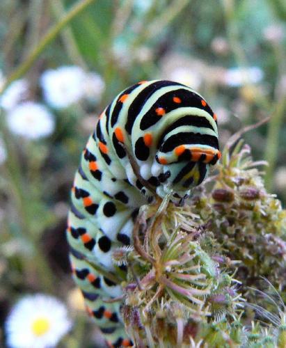 Papilio machaon