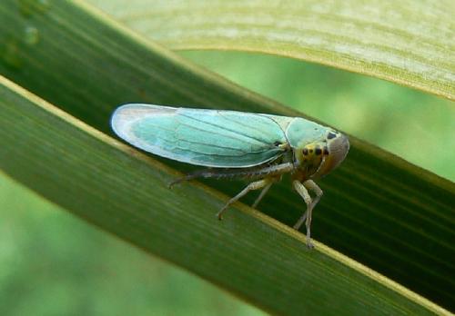 Réf. 24 359 : Cicadella viridis