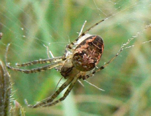 Metellina sp.